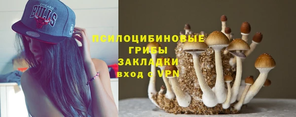 индика Аркадак