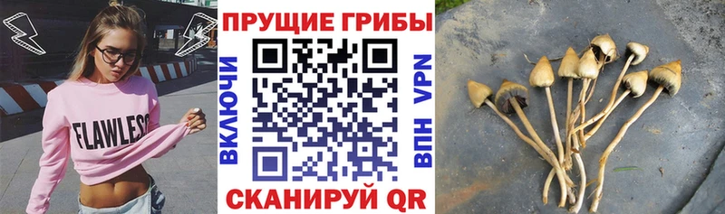 блэк спрут как войти Рыльск Галлюциногенные грибы MAGIC MUSHROOMS
